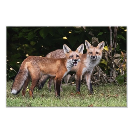 Foto van Red Fox Pair Afdruk (Voorkant)