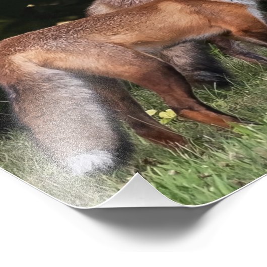 Foto van Red Fox Pair Afdruk (Hoek)