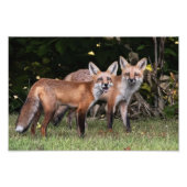 Foto van Red Fox Pair Foto Afdruk (Voorkant)