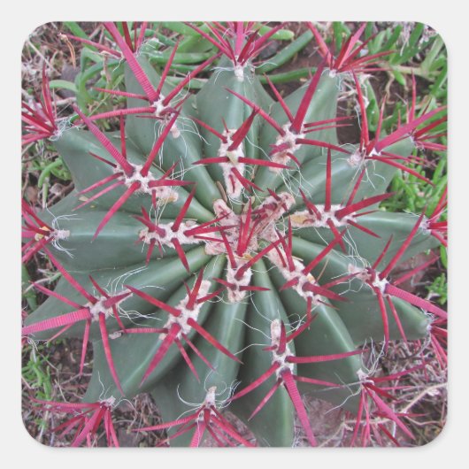 Foto van Red Green Barrel Cactus Southwest Plant Vierkante Sticker (Voorkant)