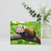Foto van Red Panda Beer  Briefkaart (Staand voorkant)