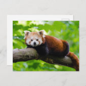 Foto van Red Panda Beer  Briefkaart (Voorkant / Achterkant)