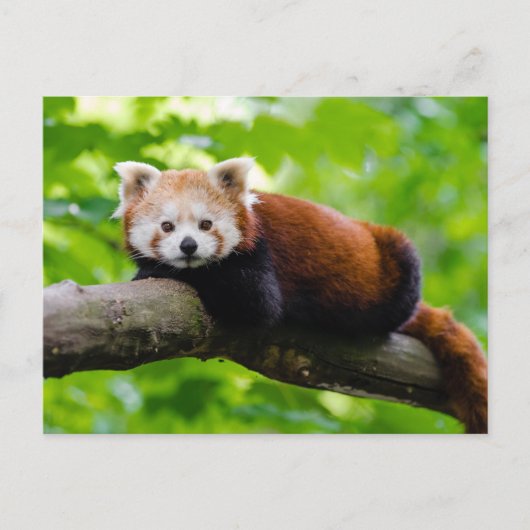 Foto van Red Panda Beer  Briefkaart (Voorkant)