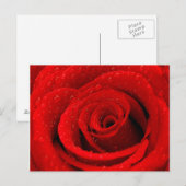 Foto van Red Rose Background Briefkaart (Voorkant / Achterkant)