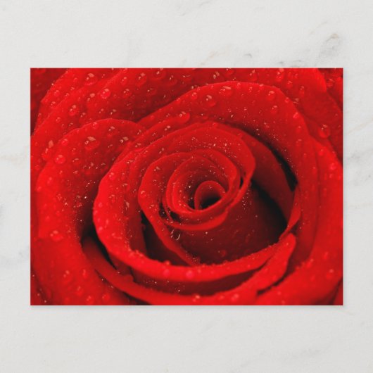 Foto van Red Rose Background Briefkaart (Voorkant)