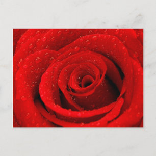 Foto van Red Rose Background Briefkaart