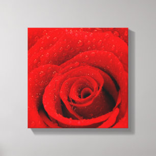 Foto van Red Rose Background Canvas Afdruk