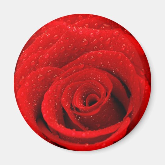 Foto van Red Rose Background Magneet (Voorkant)