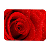 Foto van Red Rose Background Magneet (Horizontaal)