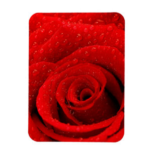 Foto van Red Rose Background Magneet