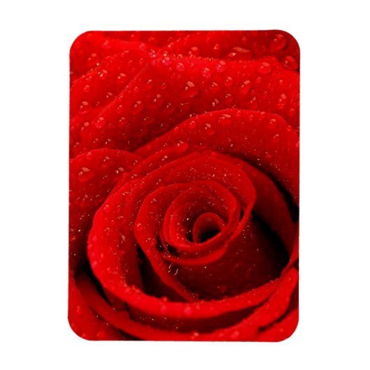Foto van Red Rose Background Magneet (Verticaal)