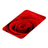 Foto van Red Rose Background Magneet (Linkerzijde)