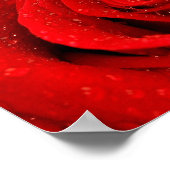 Foto van Red Rose Background Poster (Hoek)