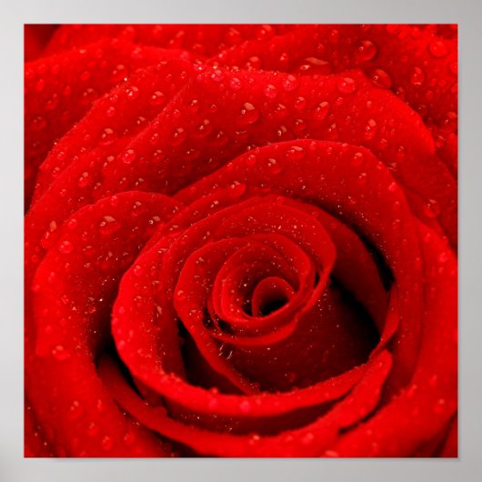 Foto van Red Rose Background Poster (Voorkant)