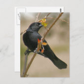Foto van Red Winged Blackbird Briefkaart (Voorkant / Achterkant)
