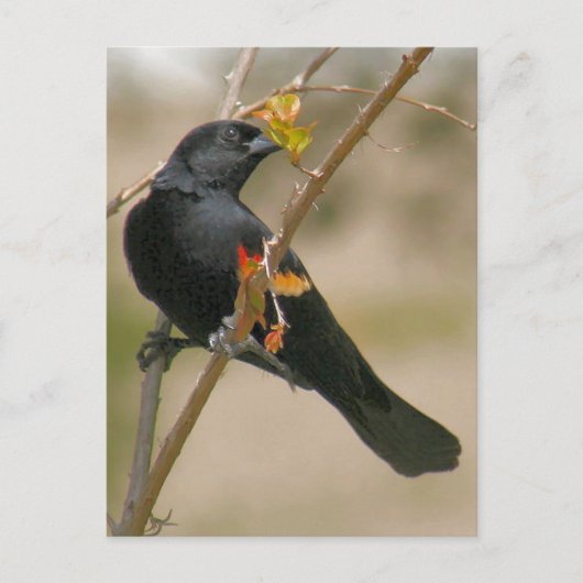 Foto van Red Winged Blackbird Briefkaart (Voorkant)