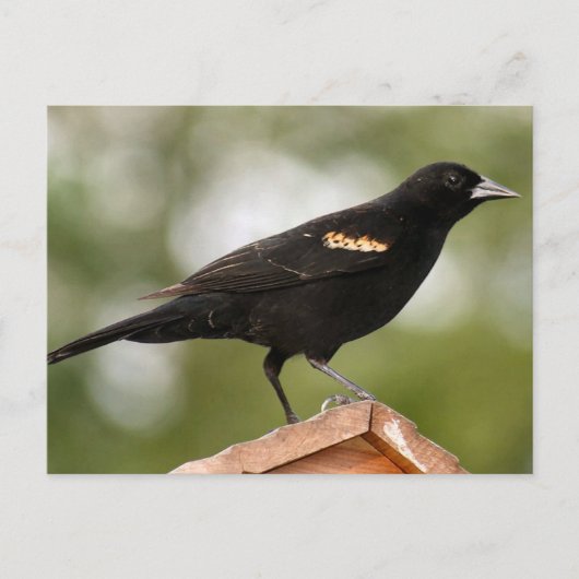Foto van Red Winged Blackbird Briefkaart (Voorkant)