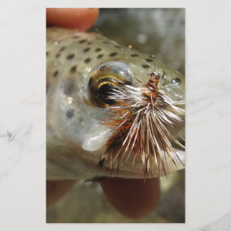 Foto van regenboogforel