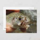 Foto van regenboogforel briefkaart (Voorkant / Achterkant)