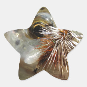 Foto van regenboogforel ster sticker