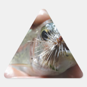 Foto van Regenboogforel Sticker