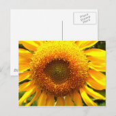 Foto van reuzengele mammolyse briefkaart (Voorkant / Achterkant)