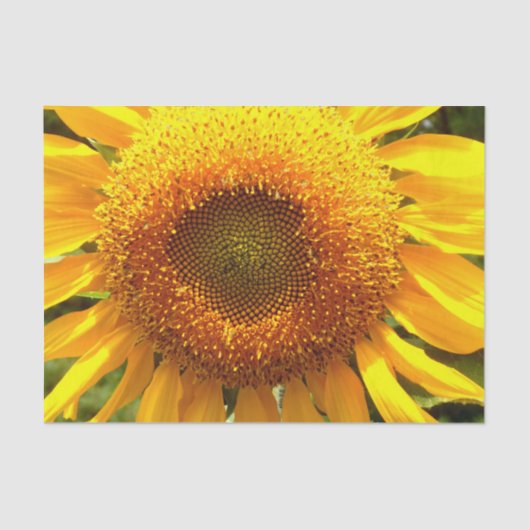 Foto van reuzengele mammolyse tissuepapier (Voorkant)