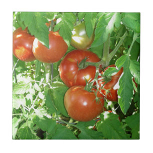 Foto van rijpe rode tomaten op de wijnstok. tegeltje