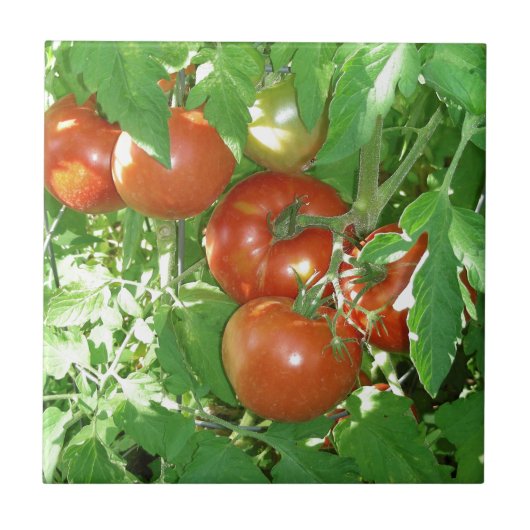 Foto van rijpe rode tomaten op de wijnstok. tegeltje (Voorkant)