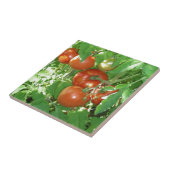 Foto van rijpe rode tomaten op de wijnstok. tegeltje (Zijkant)