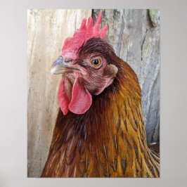 Foto van rode kip poster