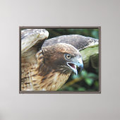 Foto van rode staartbuizerd in het wild canvas afdruk (Voorkant)