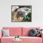 Foto van rode staartbuizerd in het wild canvas afdruk (Insitu (Woonkamer))