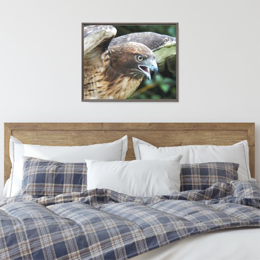 Foto van rode staartbuizerd in het wild canvas afdruk (Insitu (Slaapkamer))