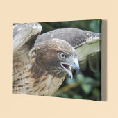 Foto van rode staartbuizerd in het wild canvas afdruk
