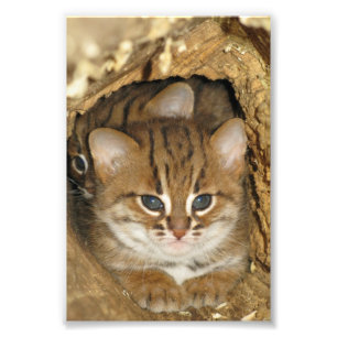 Foto van roestvrij gevlekte kat 2 afdruk