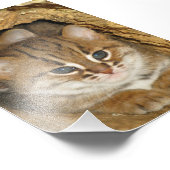 Foto van roestvrij gevlekte kat 2 foto afdruk (Hoek)