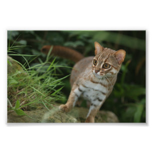 Foto van roestvrij gevlekte kat afdruk