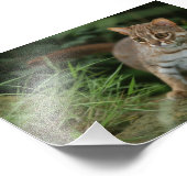 Foto van roestvrij gevlekte kat foto afdruk (Hoek)