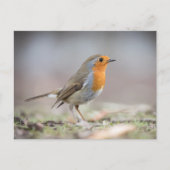 Foto van roodborstje briefkaart (Voorkant)