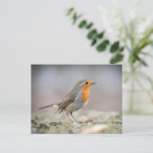 Foto van roodborstje briefkaart (Staand voorkant)