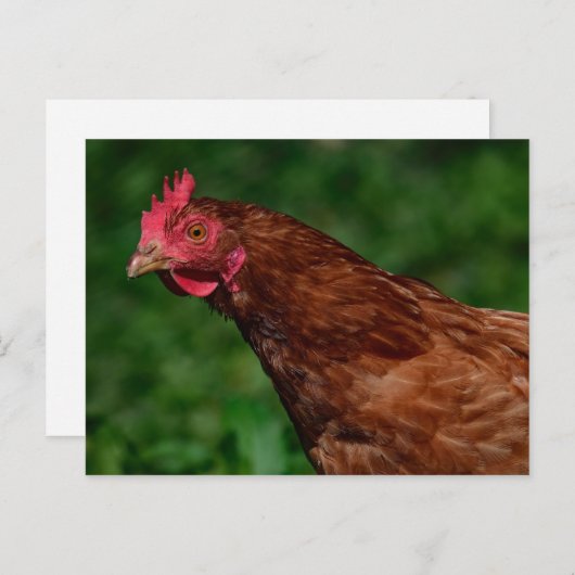 Foto van  Roodkip Briefkaart (Voorkant / Achterkant)