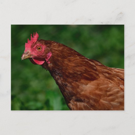 Foto van  Roodkip Briefkaart (Voorkant)