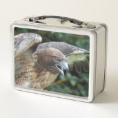 Foto van Roodstaartbuizerd Roofvogel (Achterkant)