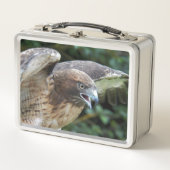 Foto van Roodstaartbuizerd Roofvogel (Voorkant)