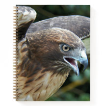 Foto van Roodstaartbuizerd Roofvogel
