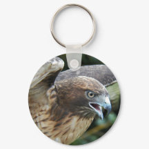 Foto van Roodstaartbuizerd Roofvogel