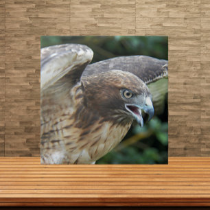 Foto van Roodstaartbuizerd Roofvogel Tegeltje