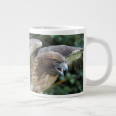Foto van roofvogel Rode Staartbuizerd Grote Koffiekop (Rechts)