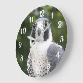 Foto van roofvogel Slechtvalk Grote Klok (Hoek)
